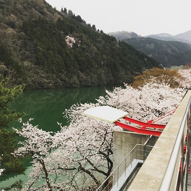 この時期が一番好きですね#春 #桜 #花見 #庄川水記念公園 #ドライブ #ソロツーリング - from Instagram
